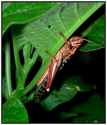 Night Shot of a Grasshopper