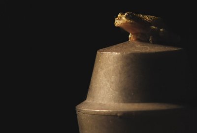 Nightshot of a tree toad on a fence post