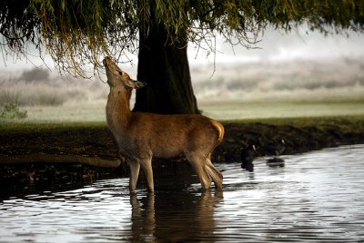 Young deer in water having a snack.