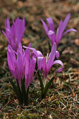Frühlings-Lichtblume (Bulbocodium vernum) 2