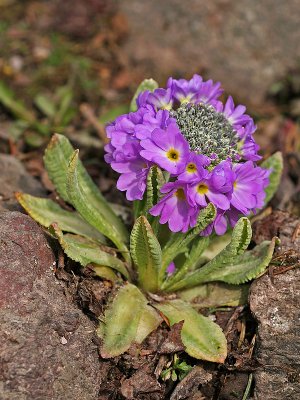 Kugelprimel (Primula denticulata) 2