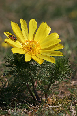 Frühlings-Adonisröschen (Adonis vernalis) 2
