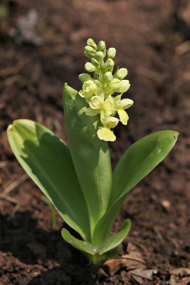 Blasses Knabenkraut (Orchis pallens) 12