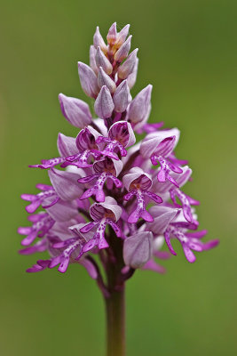 Helmknabenkraut (Orchis militaris)