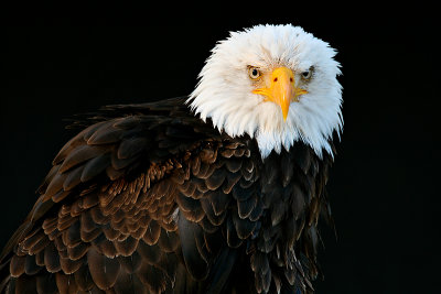 Weikopf-Seeadler (Haliaeetus leucocephalus) 2