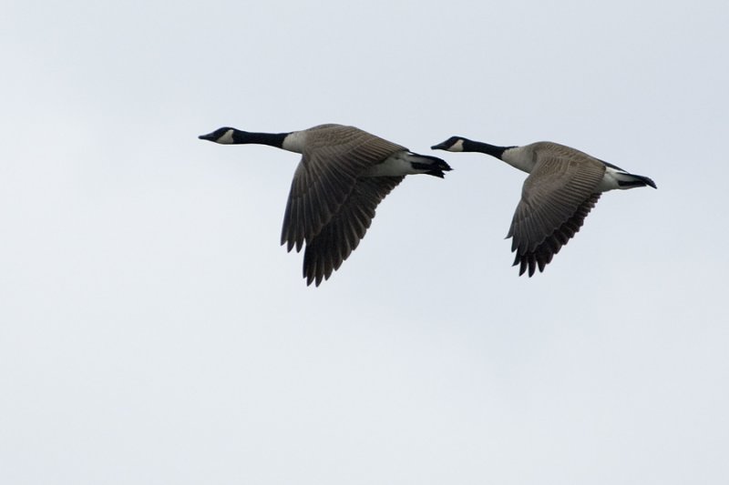 Geese