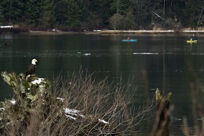 Squamish bald eagle kayaks