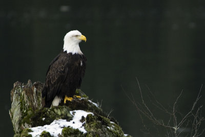Squamish bald eagle 2