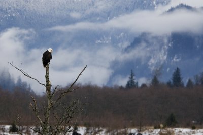 Squamish bald eagle 3