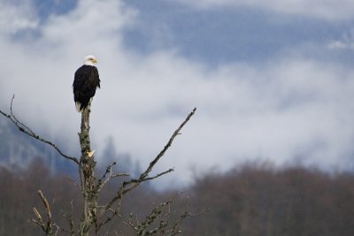 Squamish bald eagle 5