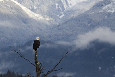 Squamish bald eagle 6