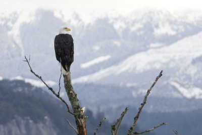Squamish bald eagle 7