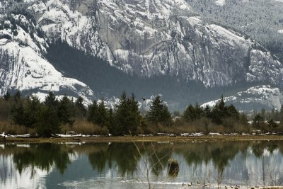 Squamish estuary 2
