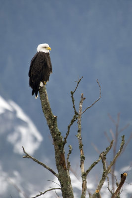 Squamish bald eagle 8