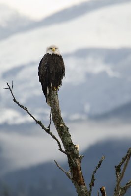 Squamish bald eagle 9
