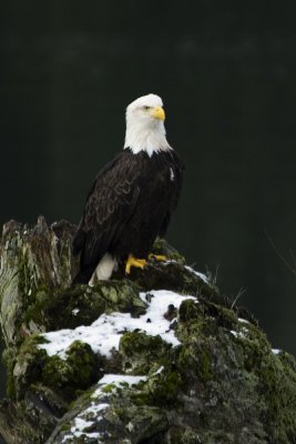 Squamish bald eagle 10