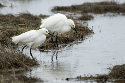 358-11 Egret