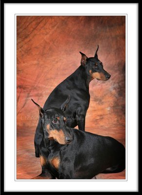 Doberman Pinscher Club of the Tappan Zee