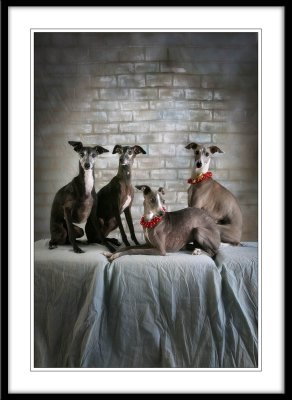 The Very Special Gallery of Very Special Dogs ;-)
