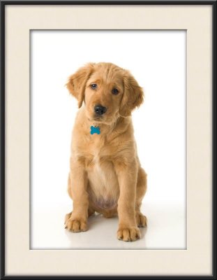 pup_8296.jpg