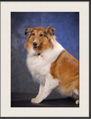 Lassie_4252.jpg