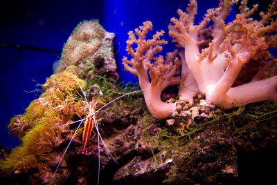 CarlFish_0478.jpg