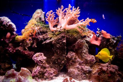 CarlFish_0479.jpg