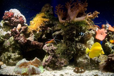 CarlFish_0497.jpg