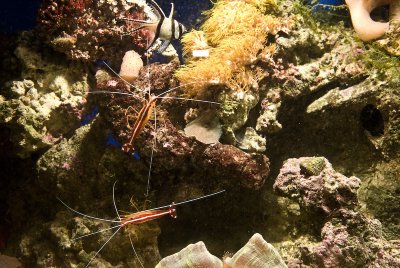 CarlFish_0507.jpg