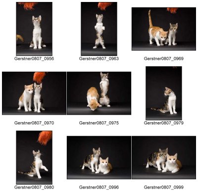 Gerstner_More_Cats_ContactSheets-1.jpg