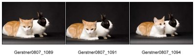 Gerstner_More_Cats_ContactSheets-3.jpg