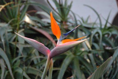 Bird of Paradise.jpg