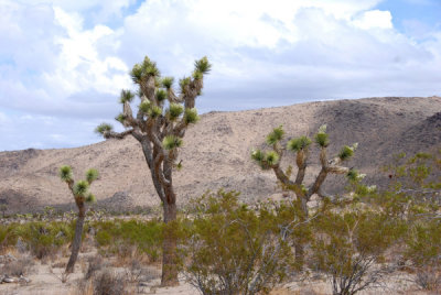 Joshua Trees .jpg