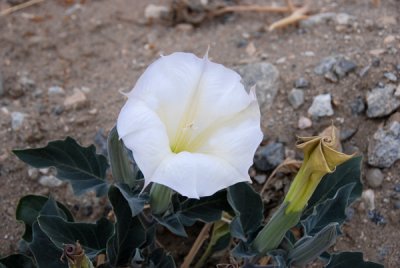 Desert Lily.jpg