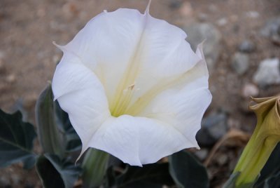 Desert Lily 01.jpg