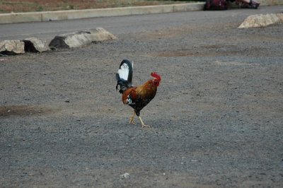 Chicken 01.jpg
