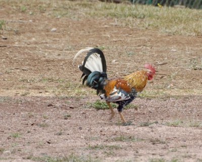Chicken 02.jpg