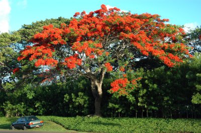 Paradise 04.jpg