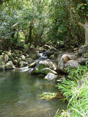 Pond 02.jpg