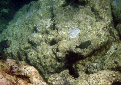 Under Water 01.jpg
