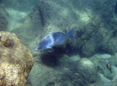 underwater 11.jpg