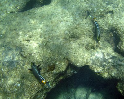 underwater 12.jpg