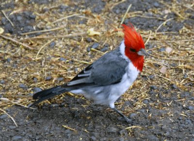 Hawaiian Cardinal 02.jpg