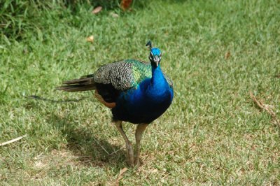 peacock 01.jpg