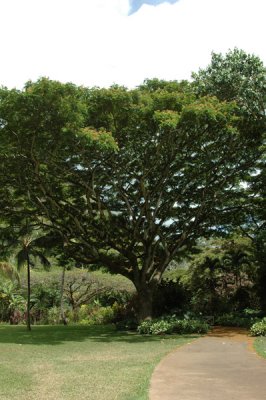 Waimea Valley 01.jpg