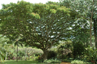 Waimea Valley 02.jpg