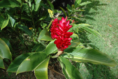 Waimea Valley 03.jpg