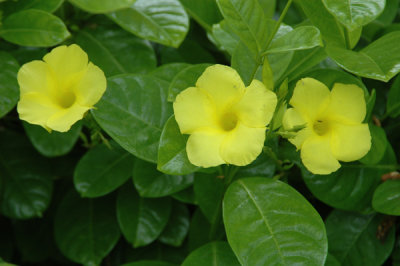 Waimea Valley 05.jpg