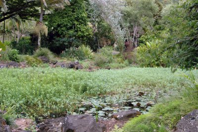 Waimea Valley 06.jpg