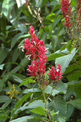 Waimea Valley 10.jpg